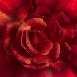Red - Dream Big Rose